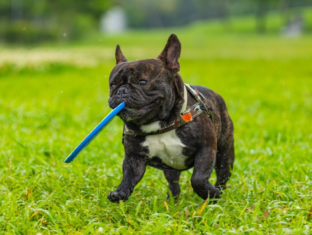 Adorable French Bulldog playing in the grassy park with a blue frisbee in its mouth.